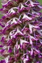 Orchis purpurea x simia