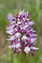 Orchis simia Royalty Free Stock Photo