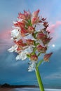 Orchis ustulata or Neotinea ustulata, with a dusk background on a beach Royalty Free Stock Photo