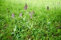 Orchis - wild orchid in blossom