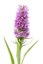 Orchis wildflower Royalty Free Stock Photo