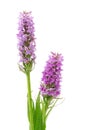 Orchis wildflowers Royalty Free Stock Photo