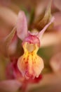 Orchis Ãâ loreziana, rare orchid hybrid in the nature. Detail of flower bloom. Beautiful plant from Czech, Europe. European terres Royalty Free Stock Photo