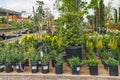 Different types of trees, shrubs and flowers, flower pots, and decor for garden and outdoor patios in local nursery, Orcutt, Calif Royalty Free Stock Photo