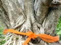 Ordained Bodhi tree