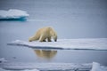 In order not to break thin ice, polar bears spread legs to distribute weight Royalty Free Stock Photo