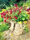 Blooming stump