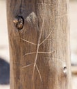 Order Phasmatodea (Stick Insect). Flinders Ranges. South Austral
