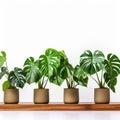 Orderly Arrangements: Four Monstera Plants On A Wooden Shelf