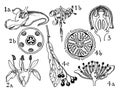 Orders of Balsaminaceae, Rhamnaceae, Vitaceae, and Tiliaceae vintage illustration