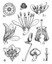 Orders of Clethraceae, Pyrolaceae, and Ericaceae vintage illustration