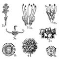 Orders of Cunoniaceae, Bruniaceae, and Hamamelidaceae vintage illustration
