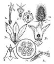 Orders of Dispsacaceae, Cucurbitaceae, and Campanulaceae vintage illustration Royalty Free Stock Photo