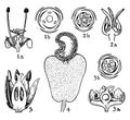 Orders of Empetraceae, Coriariaceae, Anacaridaceae, and Cyrillaceae vintage illustration