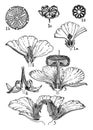 Orders of Malvaceae, Bombacaceae, and Dilleniaceae vintage illustration