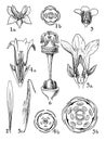 Orders of Oleaceae, Loganiaceae, Gentianaceae, and Apocynaceae vintage illustration