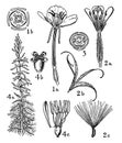 Orders of Onagraceae and Haloragidaceae vintage illustration