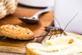 Ordinary American cockroach, walking on table with scraps of food, feeding on crumbs. Concept of lack of hygiene at home, need for