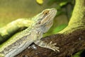 Ordinary Australian agama, Central bearded dragon, Pogona vitticeps Royalty Free Stock Photo