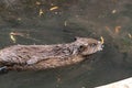 The ordinary beaver floating in the water