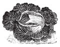 Ordinary cabbage, vintage engraving