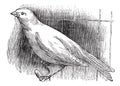 Ordinary canary, vintage engraving
