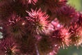 The ordinary castor-oil plant with round seeds like prickly balls