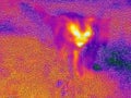 An ordinary cat captured on thermal imager Royalty Free Stock Photo