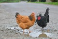 Chicken meeting, two chickens together on a road in the English countryside.