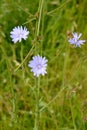 Ordinary chicory Cichorium intybus L.. Escape with flowers