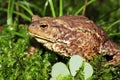 ordinary, common toad sitting on green moss in the forest in summer, Russia Royalty Free Stock Photo