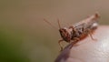 An ordinary cricket close-up, a grasshopper sitting on his hand a Royalty Free Stock Photo