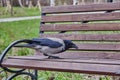 An ordinary crow eats something on a bench in a public park. Royalty Free Stock Photo