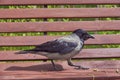 An ordinary crow eats something on a bench in a public park. Royalty Free Stock Photo