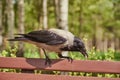 An ordinary crow eats something on a bench in a public park. Royalty Free Stock Photo