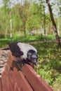 An ordinary crow eats something on a bench in a public park. Royalty Free Stock Photo