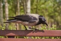 An ordinary crow eats something on a bench in a public park. Royalty Free Stock Photo