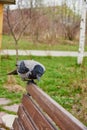 An ordinary crow eats something on a bench in a public park. Royalty Free Stock Photo