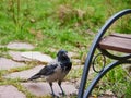 An ordinary crow sits at a bench on a path in a public park. Royalty Free Stock Photo