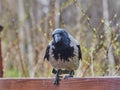 An ordinary crow sits on a bench in a public park. Royalty Free Stock Photo