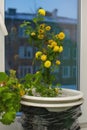 An ordinary decorative house plant with a lot of yellow flowers stands in a pot with earth on the windowsill Royalty Free Stock Photo