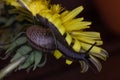 An ordinary earthen garden snail crawls over a blooming yellow dandelion flower, a European snail known as Cornu Aspersum. Royalty Free Stock Photo