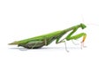 Ordinary, european mantis religiosa, isolated on white background