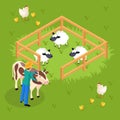 Cattle Farming Isometric Composition Royalty Free Stock Photo