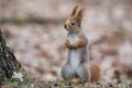 Ordinary Fluffy Squirrel. Funny Eurasian Red Squirrel Sciurus Vulgaris Stands In Autumn Foliage Near A Tree And Looks Left. The