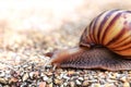 An ordinary garden snail