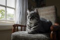 Ordinary gray tabby finds solace in quiet chair moment