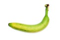 The ordinary green unripe banana.