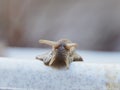 An ordinary large garden snail peeks out of a plastic bucket.