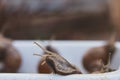 An ordinary large garden snail peeks out of a plastic bucket.